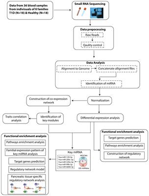 Circulating hsa-miR-320a and its regulatory network in type 1 diabetes mellitus